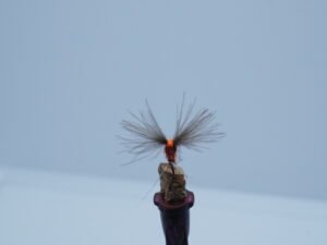 DSC00055 MOSCA SECA RUSTY RED