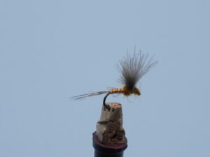 DSC00065 MOSCA SECA TOSTADA CANELA