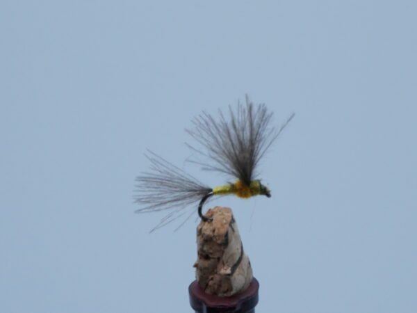 DSC00066 MOSCA SECA OLIVA EMERGENTE