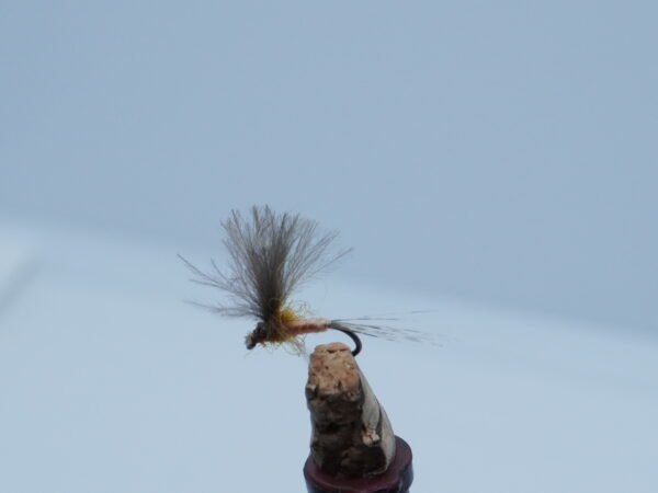 DSC00069 MOSCA EFEMERA COLOR CARNE