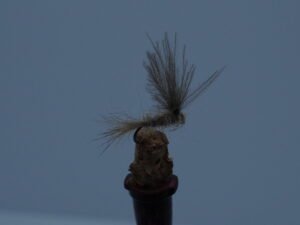 DSC00070 OREJA DE LIEBRE