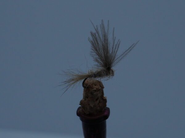 DSC00070 OREJA DE LIEBRE