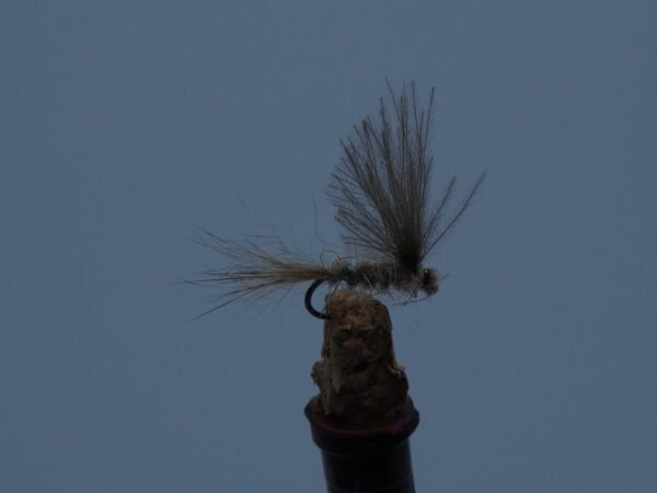 DSC00071 OREJA DE LIEBRE