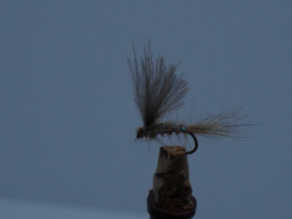 DSC00072 OREJA DE LIEBRE