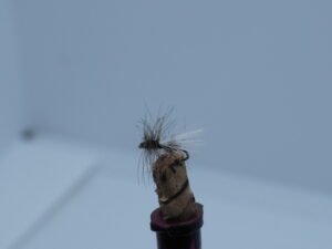 DSC00075 MOSCA SECA HORMIGA