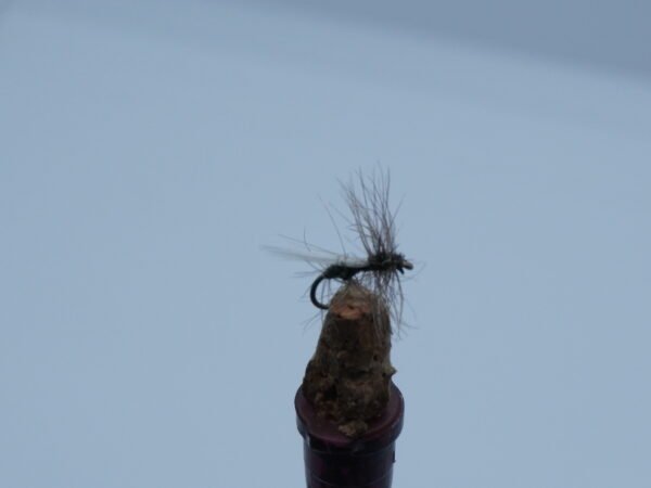 DSC00076 MOSCA SECA HORMIGA