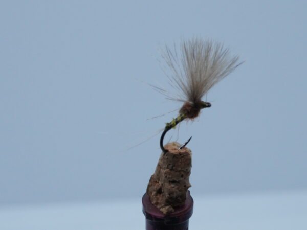 DSC00080 MOSCA SECA EMMERGENTE ALADA IGNITA HEMBRA JS22