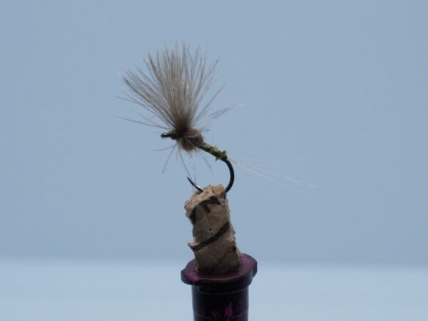 DSC00081 MOSCA SECA EMMERGENTE ALADA IGNITA HEMBRA JS22