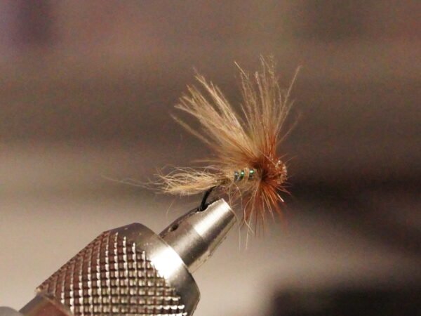 DSC00130 Mosca Seca Oreja de Liebre