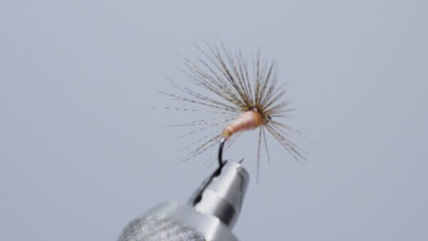 MOSCA AHOGADA CARNE  FLOR DE ESCOBA