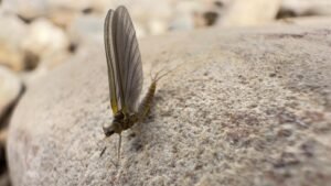 mosca Mosca Seca Efemera Verde Oliva