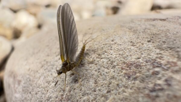 mosca Mosca Seca Efemera Verde Oliva