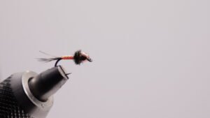 Ninfa Calabaza Vitamina cv