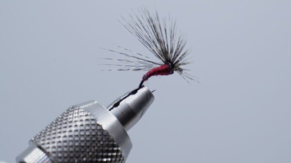 MOSCA AHOGADA Sangre de Toro