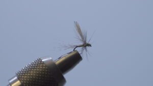 DSC00674 Mosca Seca oliva PDL