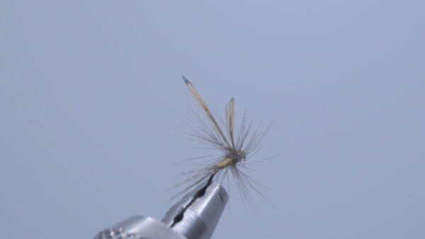 DSC00675 Mosca Seca oliva PDL