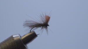 Mosca Seca Plecotero CDC