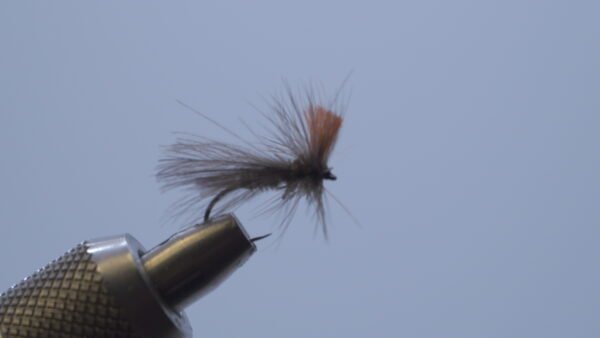 Mosca Seca Plecotero CDC