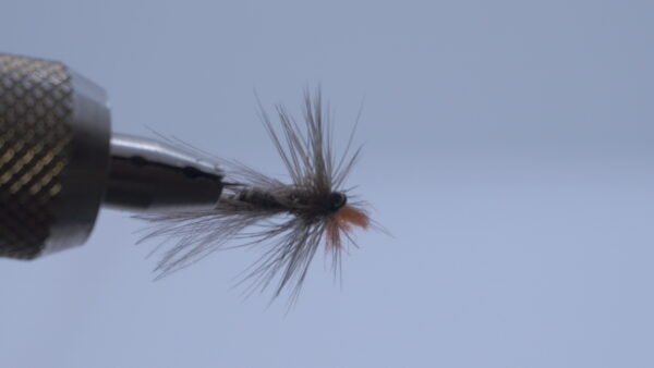 Mosca Seca Plecotero CDC