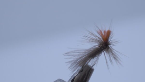 Mosca Seca Plecotero CDC