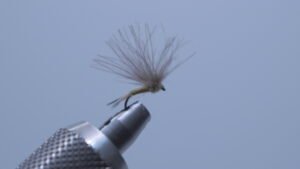 DSC00681 Mosca Seca OLIVA CON PLUMAS CDC medio