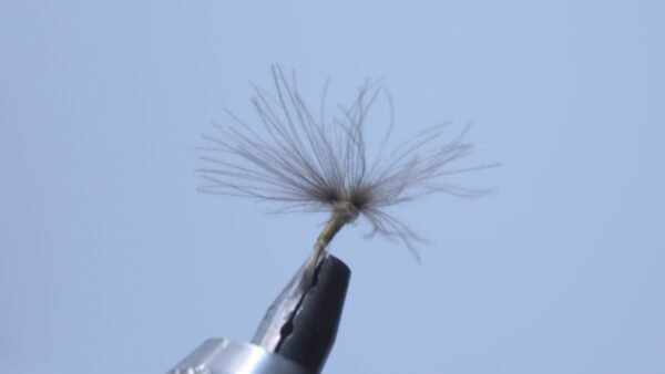 DSC00685 Mosca Seca OLIVA CON PLUMAS CDC medio