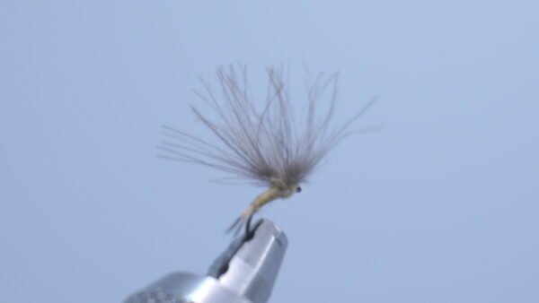 DSC00686 Mosca Seca color Paja CDC medio