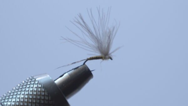 Mosca seca color Tabaco CDC MEDIO