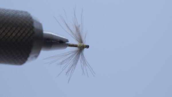 Mosca seca color Tabaco CDC MEDIO