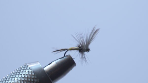 DSC00693 Mosca Seca Oliva Esla PDL