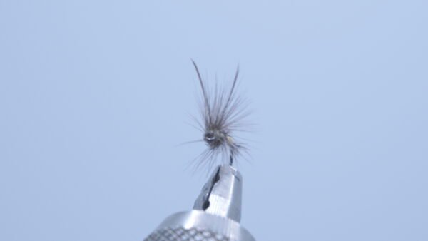 DSC00695 Mosca Seca Oliva Esla PDL