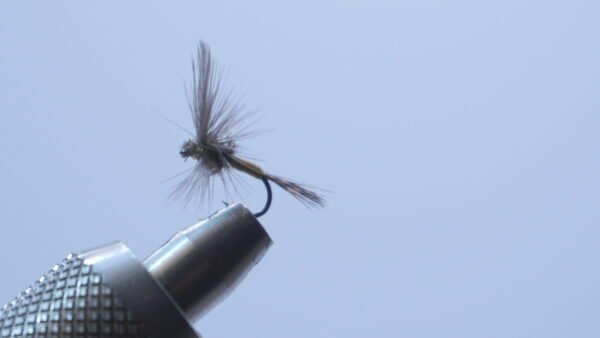 DSC00696 Mosca Seca Oliva Esla PDL