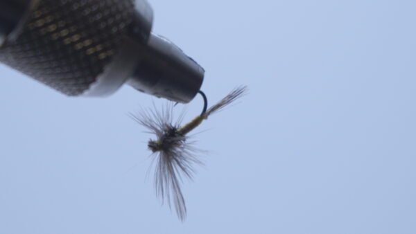 DSC00698 Mosca Seca Oliva Esla PDL