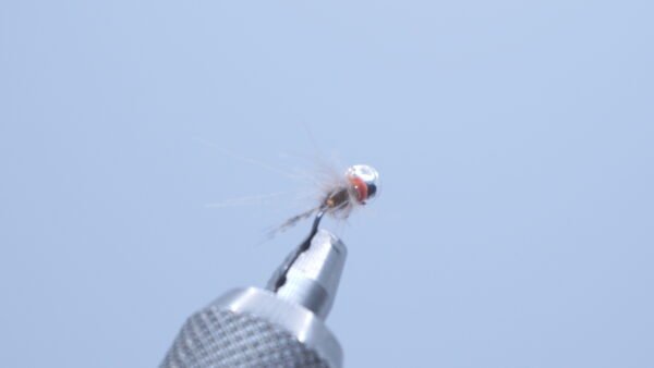 Ninfa Faisán 85 con cdc