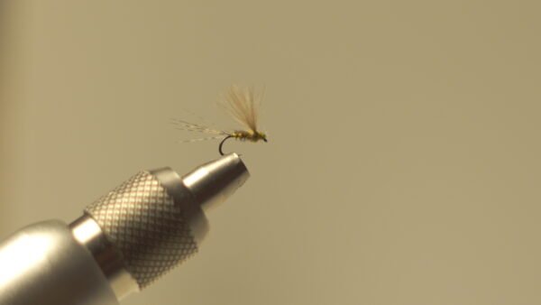 DSC00719 Mosca Seca Faisán plumas cdc