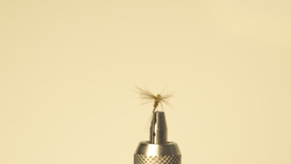 DSC00721 Mosca Seca Faisán plumas cdc