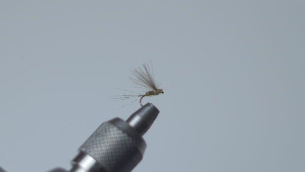 DSC00724 Mosca Seca Faisán plumas cdc